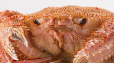 蟹の眼
